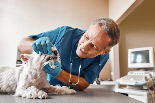 Best 24-Hour Emergency Dentist in New Roads, LA
